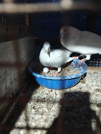 थंबनेल 3