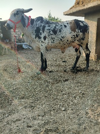 ગાય દેવાનિછે