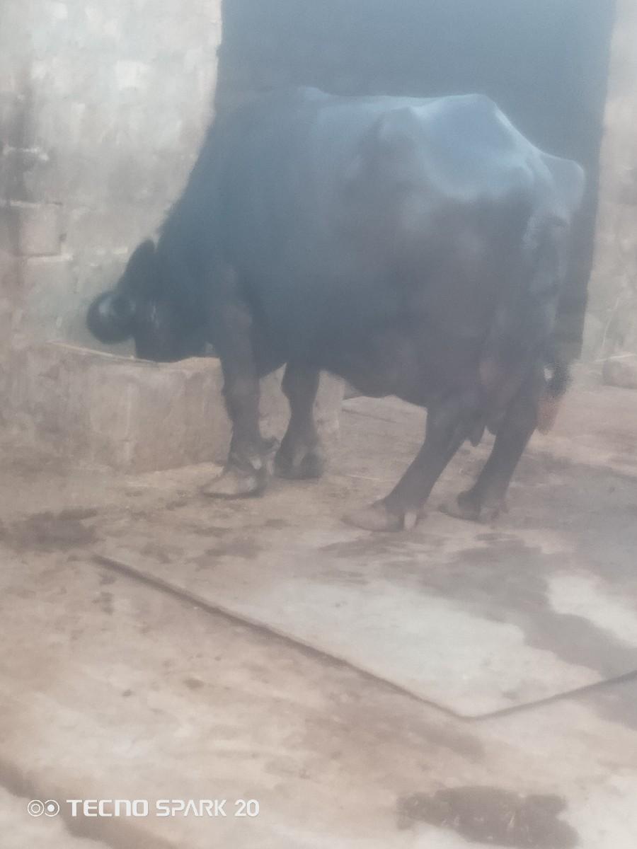 થંબનેલ 3