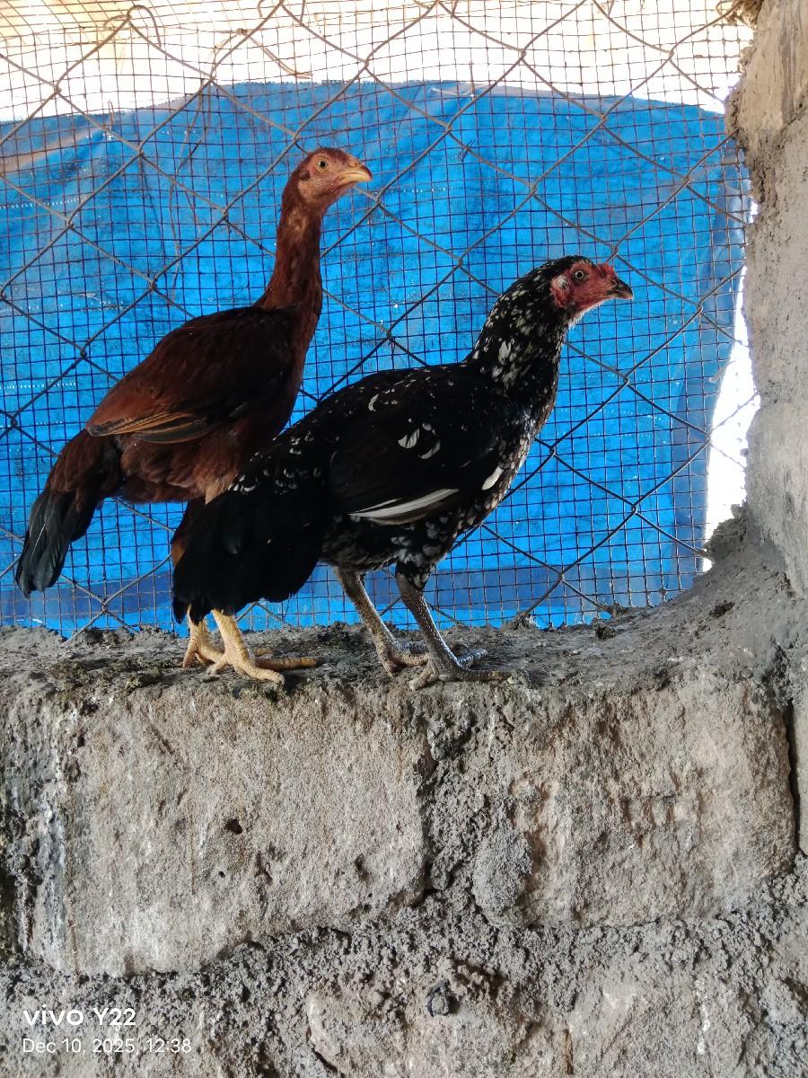 थंबनेल 3