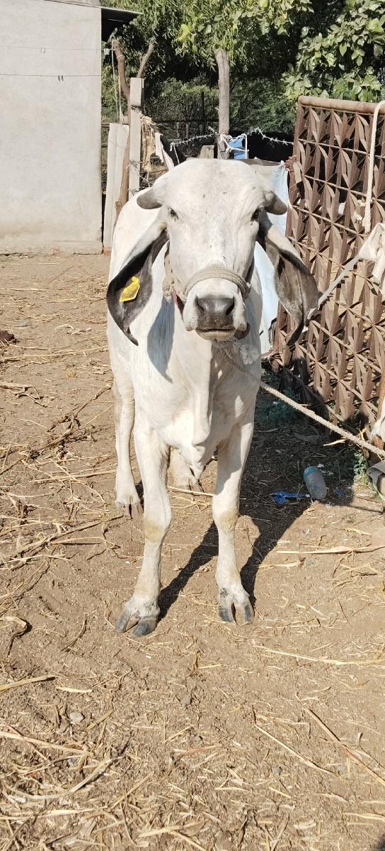 થંબનેલ 2