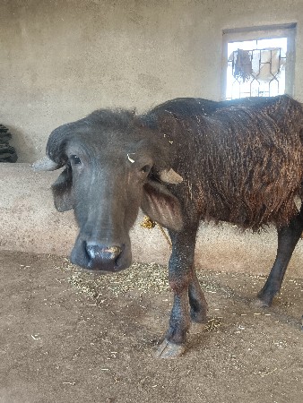 2.  pada vesava na. se