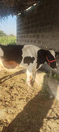 જર્સી ગાય વેચવાની છે