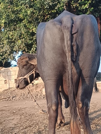 थंबनेल 3