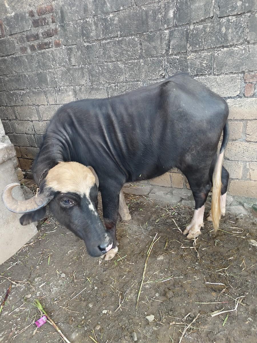 ભેંસ 10 15 દિવસ થય ગય છે