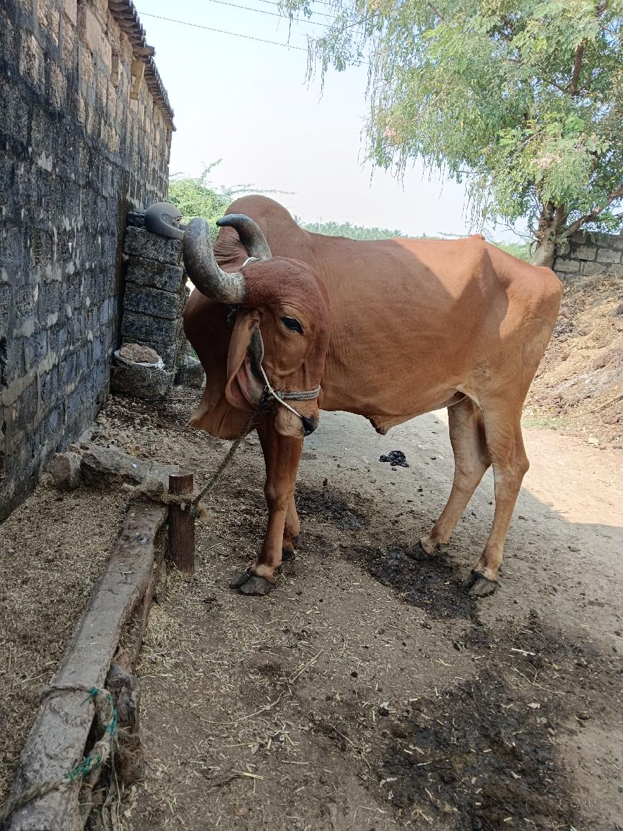 થંબનેલ 3