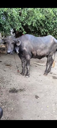 थंबनेल 2