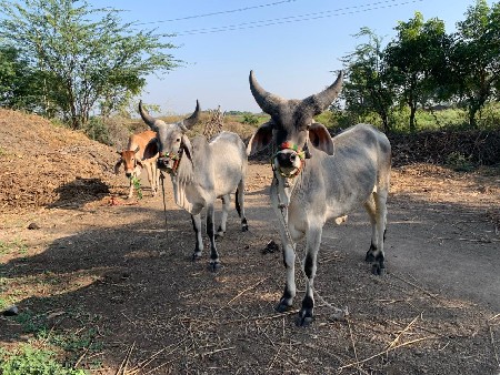 ગોધલા વેચાણના છે