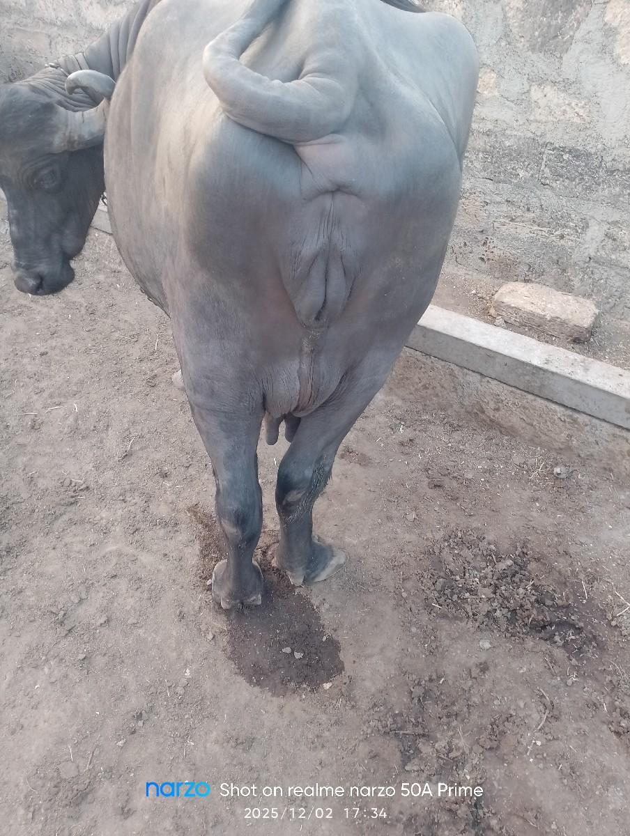 બીજા વેટરની ભેંસ વેચવાની