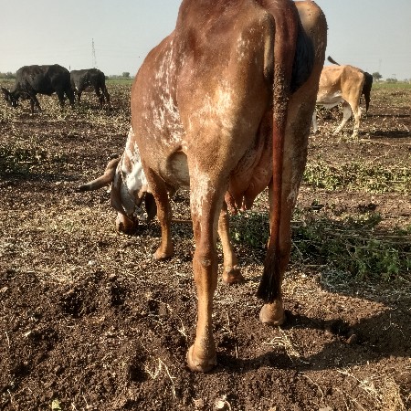 થંબનેલ 2