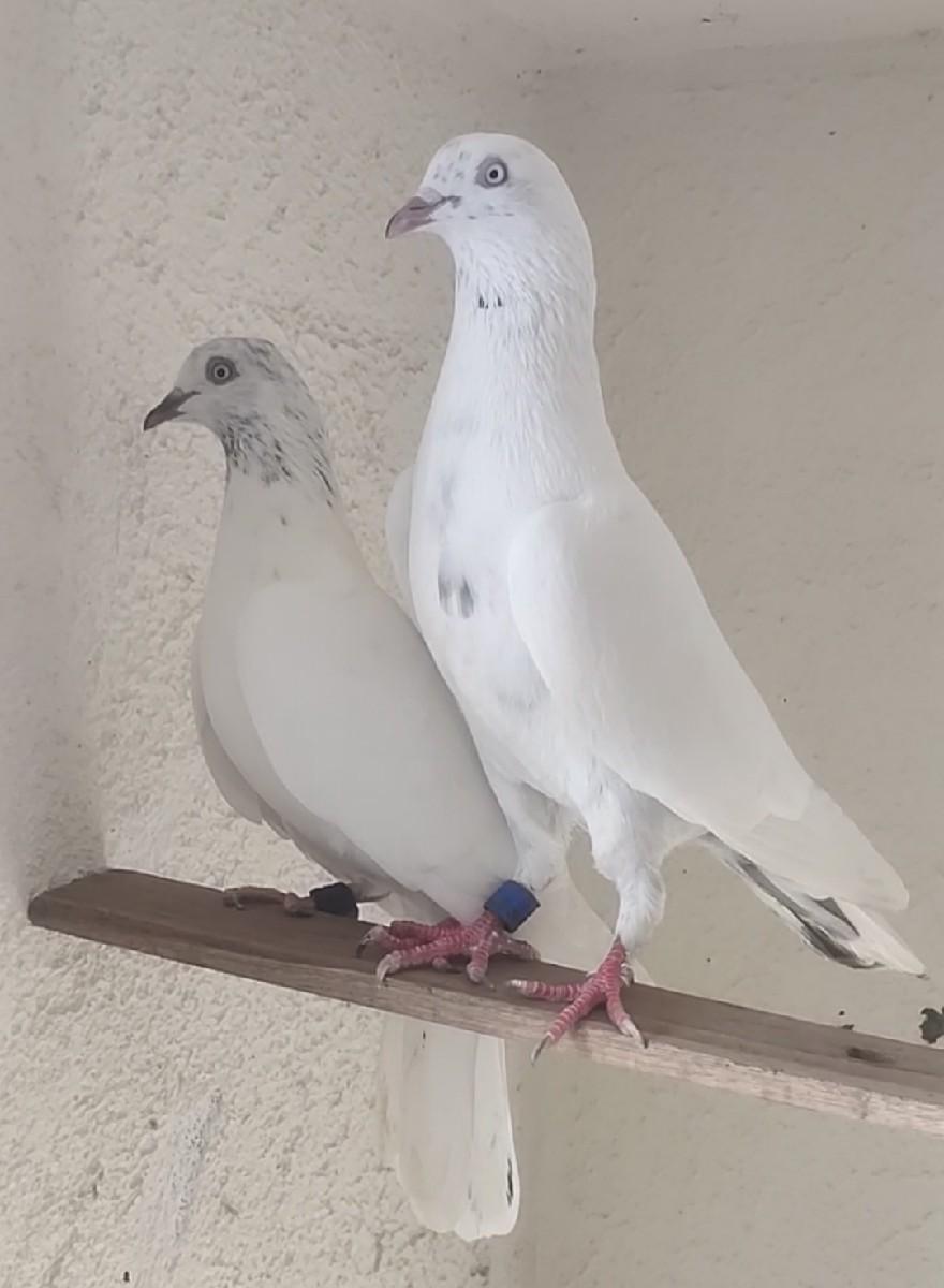 थंबनेल 3