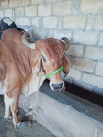 ગાય વેચવાની છે દેશી ગાય