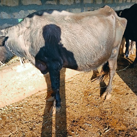 थंबनेल 3