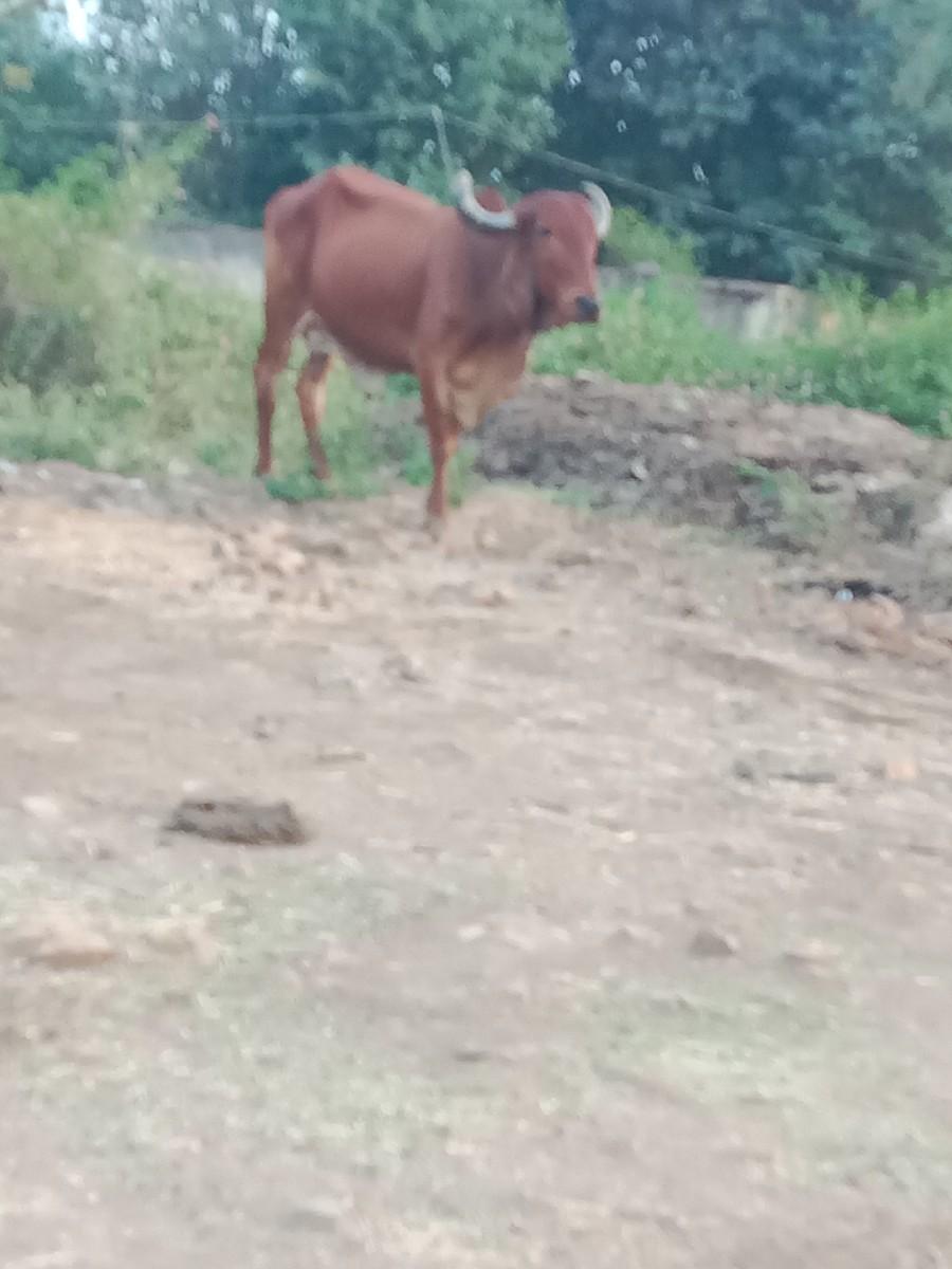 ગાયવેછવાનિછે