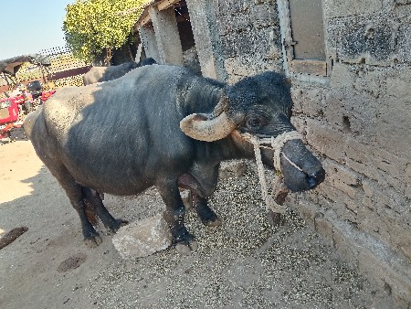 थंबनेल 2