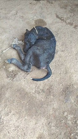 थंबनेल 2