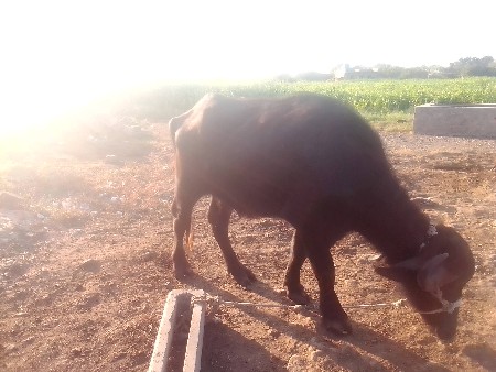 ખડેલી વેચવાની છે