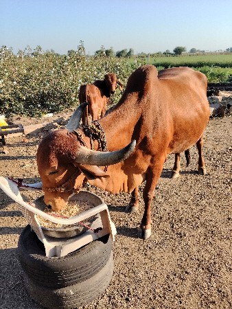 थंबनेल 2