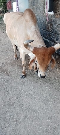 1 vavni vaveka se. sav soja se