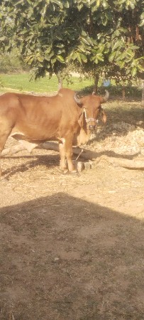 थंबनेल 2