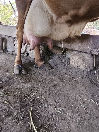 ગીર.ચોથુવેતર..4કાચી