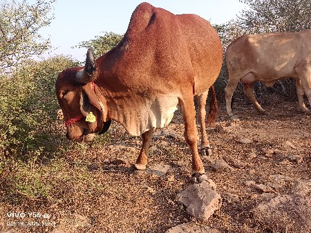 ગીર હોળકીવેચવાની છે