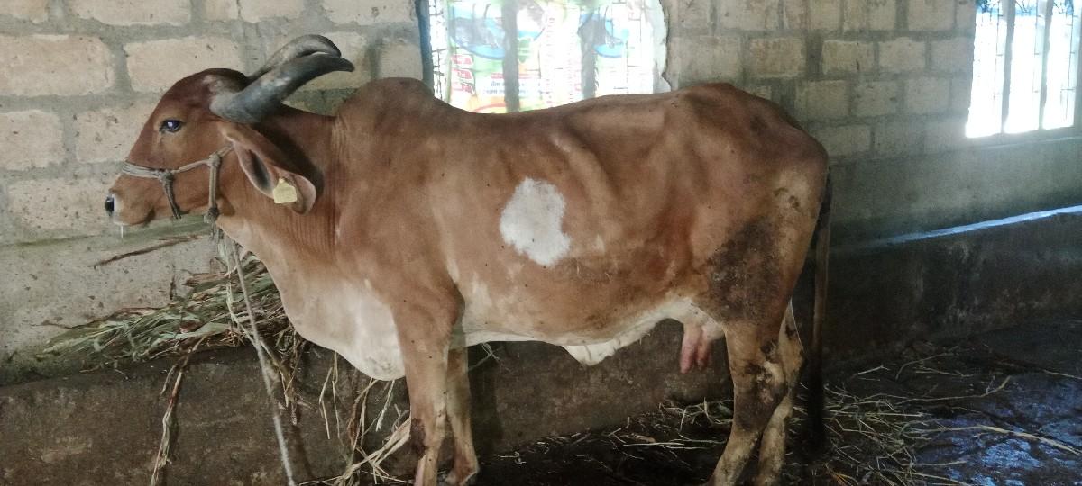 थंबनेल 3