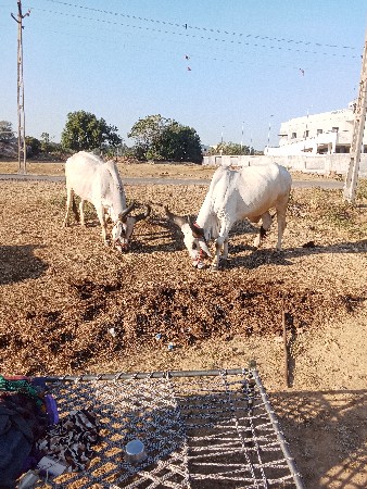 હરેશભાઈ