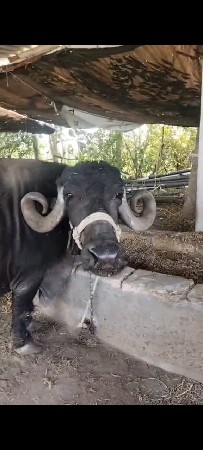 ભેંશ વેશવાની છે