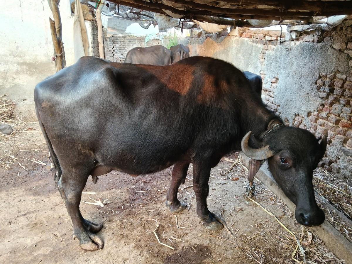 થંબનેલ 3