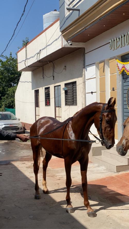 ઘોડો વેસવા નો સે