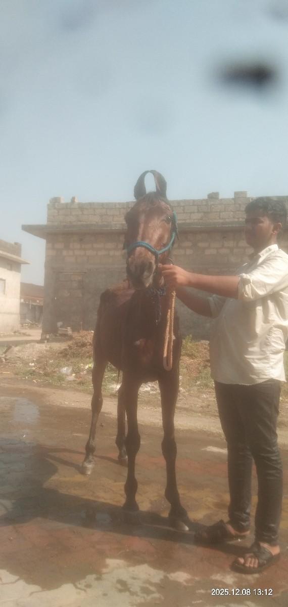 थंबनेल 3