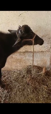 બે ખડેલી વેચવાની છે