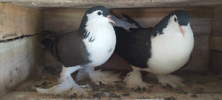 સીરાજી જોડી ફોર સેલ