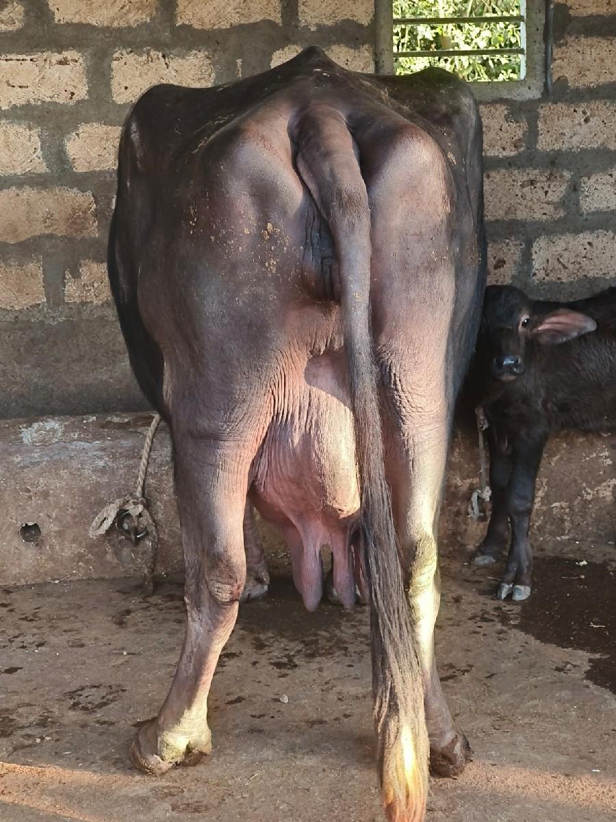 थंबनेल 2