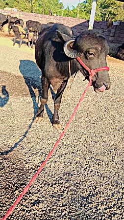 Khade Nahin bechwani Hai Khade liy