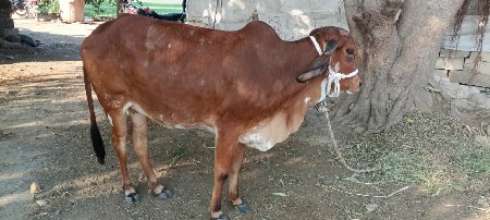 थंबनेल 3