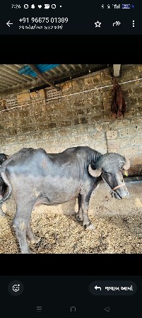 ભેંસ વેચવાની સે