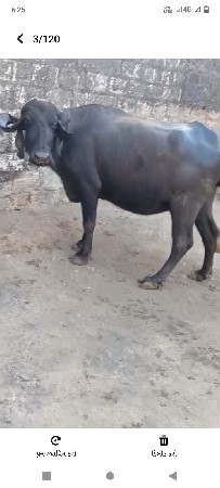 थंबनेल 2