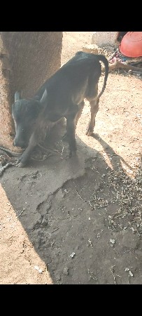 ભેસ સાટું પન કરવું