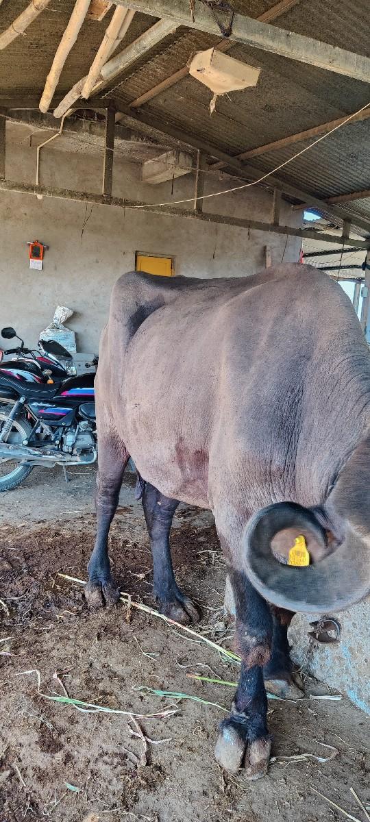 थंबनेल 3