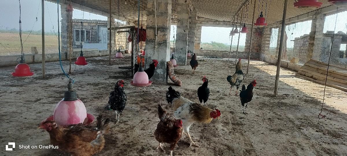 પ્યૉર દેશી મરઘા આપવાના સે