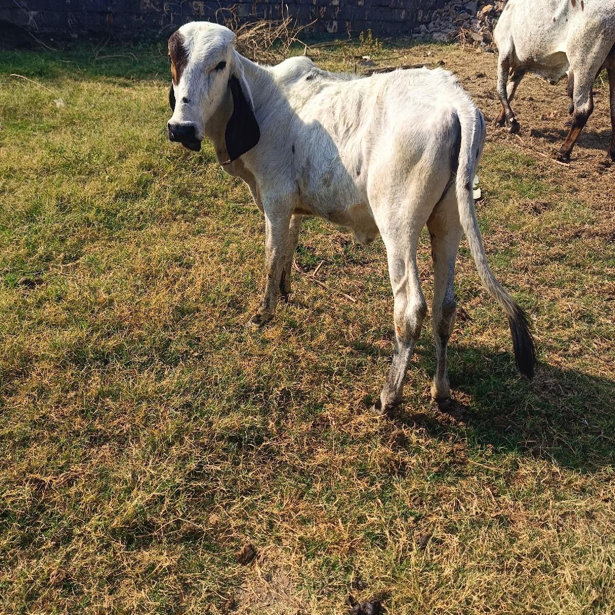 ૮ મનાની વેસવાનીસે