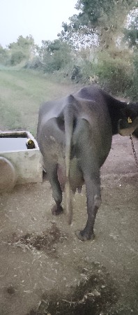 थंबनेल 2