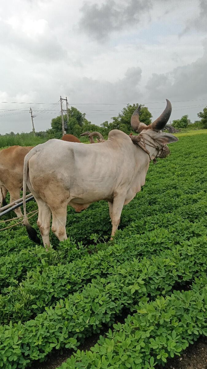 थंबनेल 2