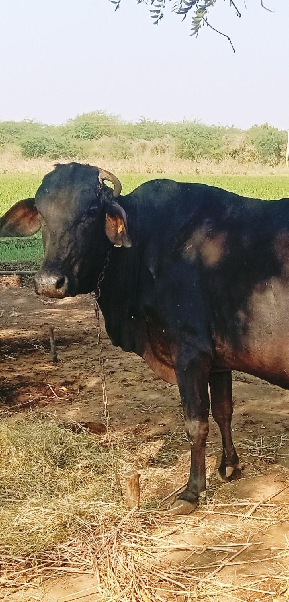 ક્રોસ ગાય