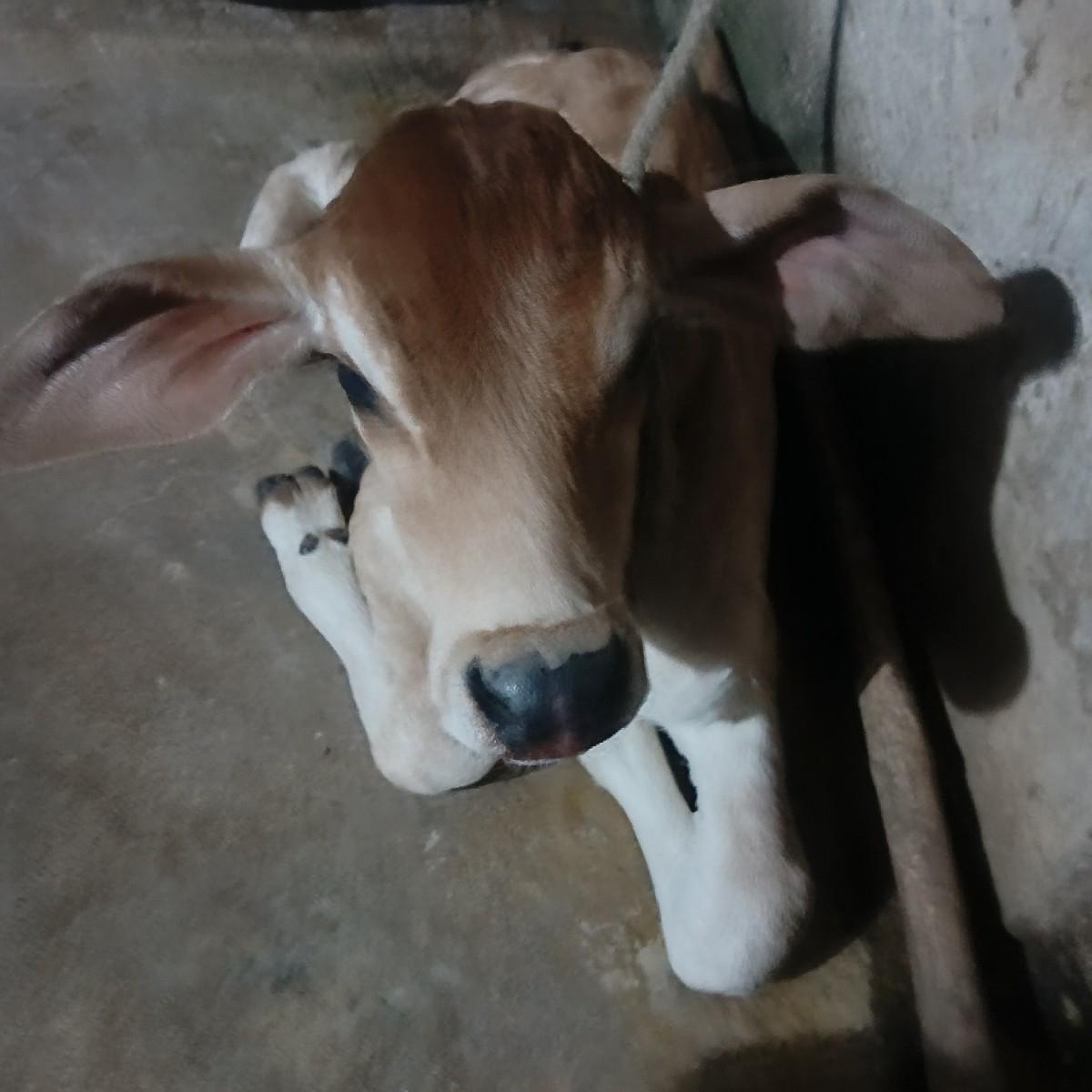 ગાયવેચવાની છે