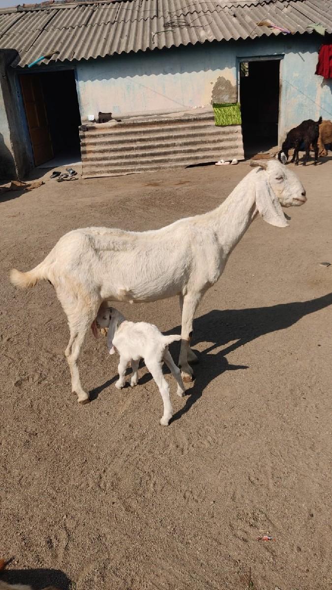 थंबनेल 3