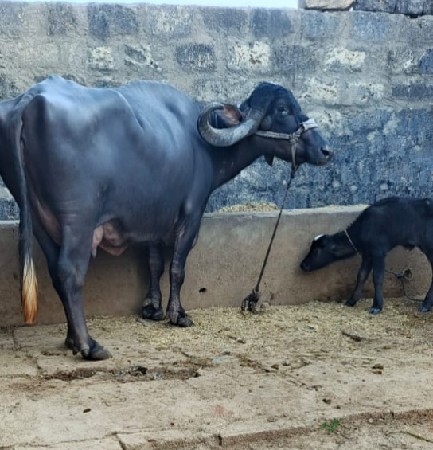 થંબનેલ 3