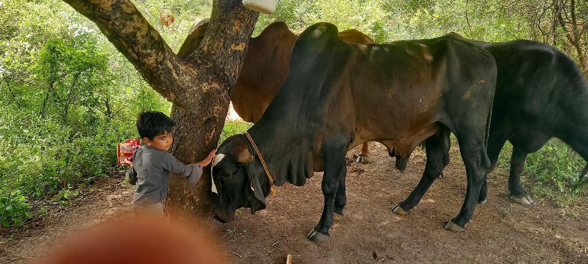 थंबनेल 2